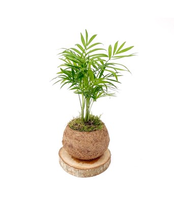 Chamaedorea-Dağ Palmiyesi 30 cm